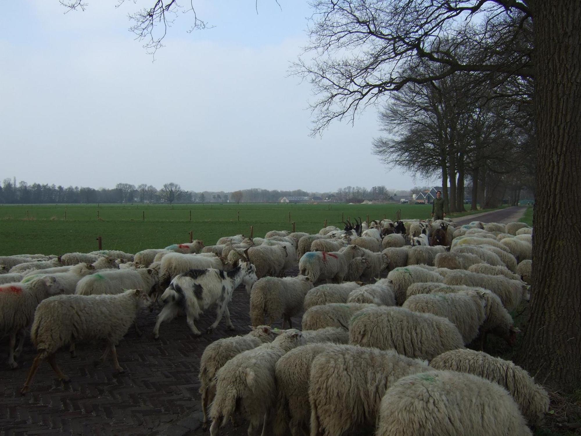 Erfgoed & Logies Den Heijkant Moergestel Værelse billede